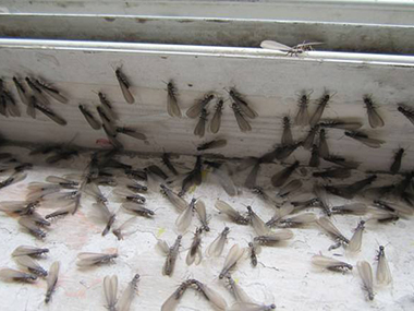 发现白蚁有翅成虫分飞应急处理法