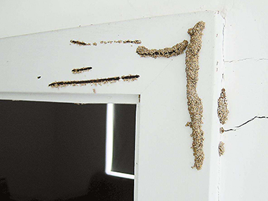 高层住宅也会有白蚁危害，请注意！