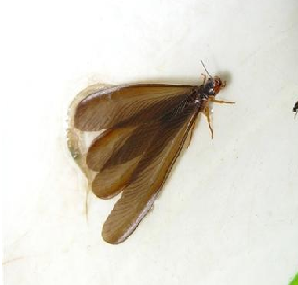 黑翅土白蚁的生物特征
