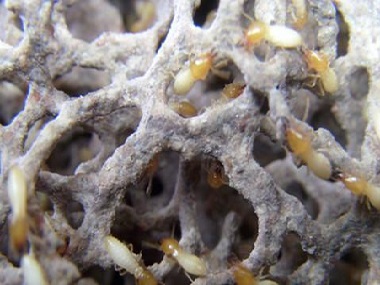 盐步白蚁防治：白蚁会对电线造成危害吗