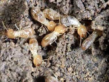 相关白蚁防治蚁害的疑问有哪些？