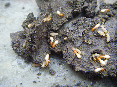 白蚁的防治消灭需要注意哪些细节
