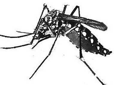 丹灶四害消杀公司杀死蚊子和苍蝇的好方法有哪些