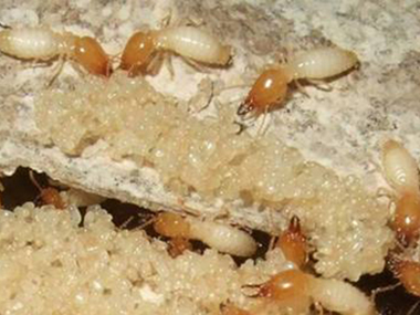 黄岐杀白蚁公司专家发布白蚁的十大误区