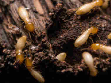 里水防治白蚁公司家庭室内防治白蚁的办法