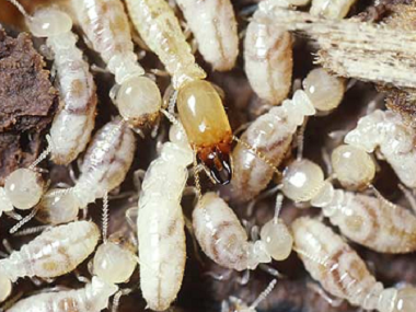 平洲白蚁防治公司日常生活中预防白蚁入侵的办法