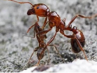 佛山消杀白蚁公司教你厨房灭蚂蚁的7个小办法