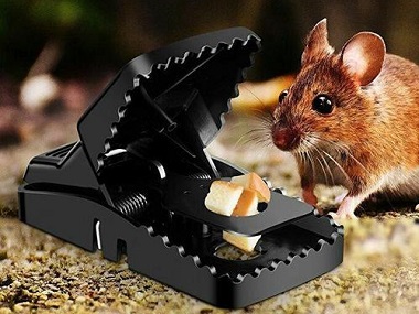 佛山除虫灭鼠中心有哪些方法可以快速灭治老鼠