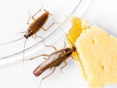 黄岐虫害防治公司洗发水和洗衣粉对蟑螂绝对有效