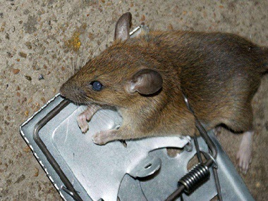 大沥杀虫灭鼠中心厨房灭鼠如何放置灭鼠夹