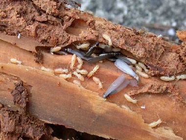 盐步白蚁防治公司白蚁除了吃木头还吃什么