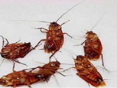 蟑螂可以传播哪些病毒？佛山大沥灭四害公司告诉您