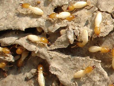 佛山白蚁种类有哪些？有什么方法可以防治白蚁