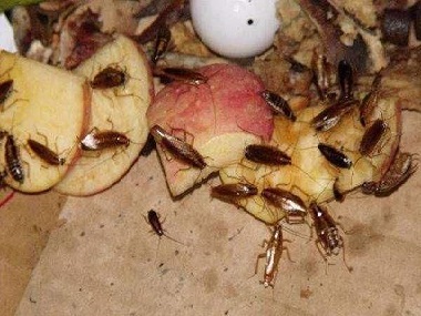 被蟑螂碰过的东西为什么不能吃呢？