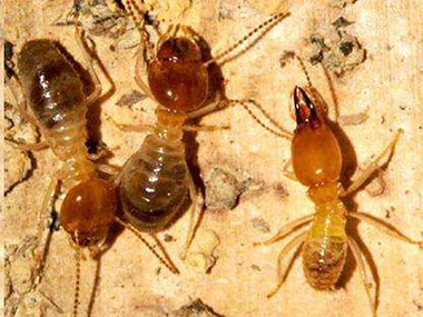 蚂蚁和白蚁有什么区别？桂城防治白蚁用什么方法