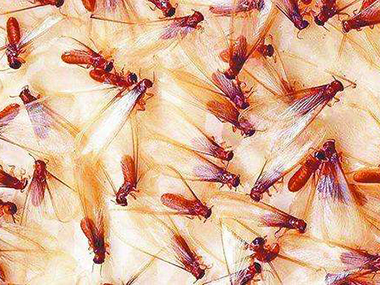 黄岐白蚁随着天气的转暖，白蚁提前纷飞应该怎么防治