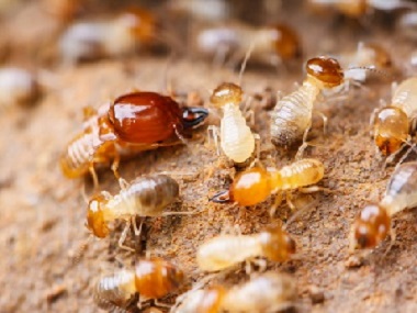 里水专业杀灭红火蚁中心处理红火蚁危害的方法有哪些