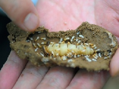 黄岐灭治白蚁公司防治杉木白蚁危害的方法有哪些