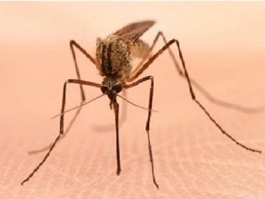 和顺四害消杀公司分享4个办法教你如何灭蚊子