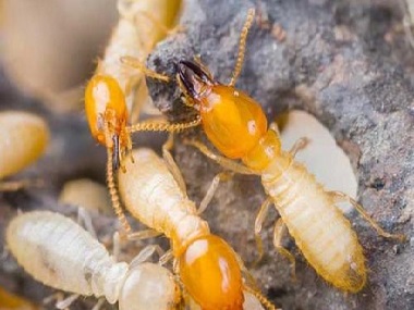 丹灶白蚁灭治公司白蚁的寿命有多长，白蚁是怎么繁殖的