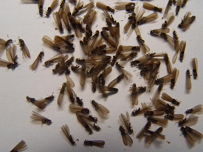 盐步白蚁防治公司怎么分辨白蚁和蚂蚁（繁衍蚁）