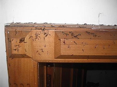 南海白蚁防治公司房屋室内装修白蚁预防的重点部位