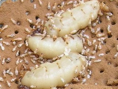 小塘白蚁预防站专家告诉你白蚁蚁后是怎么产生的