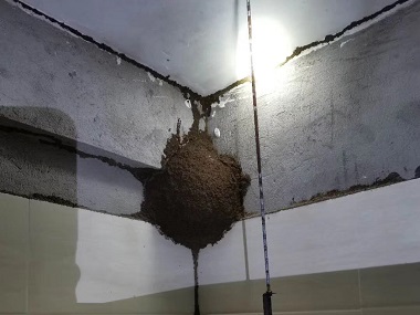 丹灶白蚁预防公司白蚁危害导致房屋发生坍塌
