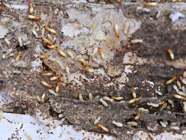南海白蚁防治房屋遭受白蚁危害是什么原因？防治白蚁的方法