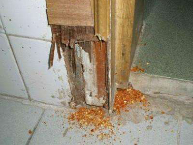 盐步白蚁预防站白蚁蛀坏的木门窗框换新后就没有蚁害了吗