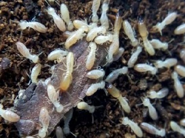 金沙白蚁防治公司怎样才可以找到白蚁的巢穴