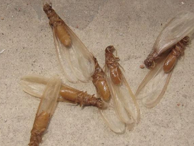 丹灶白蚁防治站：飞进家里的白蚁会不会有毒性