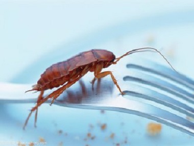 南海除四害——灭蟑螂的七个误区，你知道吗？