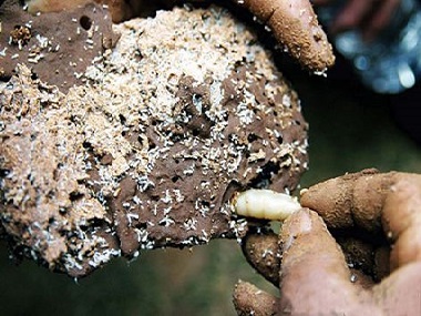 大沥白蚁防治站发现白蚁危害应该怎样灭白蚁
