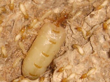 盐步预防白蚁公司：房子里有白蚁还能住人吗？