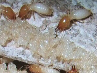 里水白蚁灭治站如何进行白蚁的防治？消杀白蚁的误区