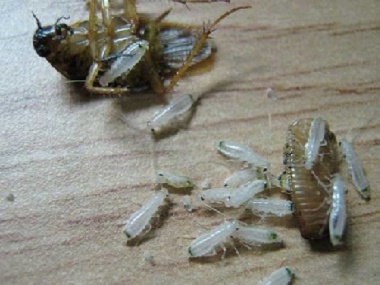 南海四害消杀中心如何趁着冬季，提早预防蟑螂侵扰