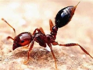 大沥有害生物防治世界上最危险的蚂蚁——红火蚁