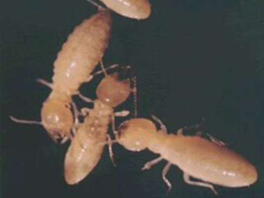 黄岐杀白蚁公司：什么品种的白蚁会入室啃食家具?