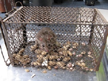 里水除虫灭鼠所如何放置捕鼠笼粘鼠板等灭鼠工具