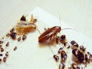 和顺害虫防控站杀死蟑螂最有效的方法