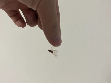 桂城验收白蚁公司提早预防分飞期白蚁，可降低白蚁危害