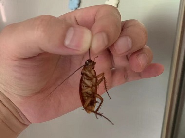 佛山病媒生物防控所：怎么防止蟑螂进入家中