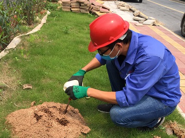 里水验收红火蚁公司轻松区分红火蚁与普通蚂蚁